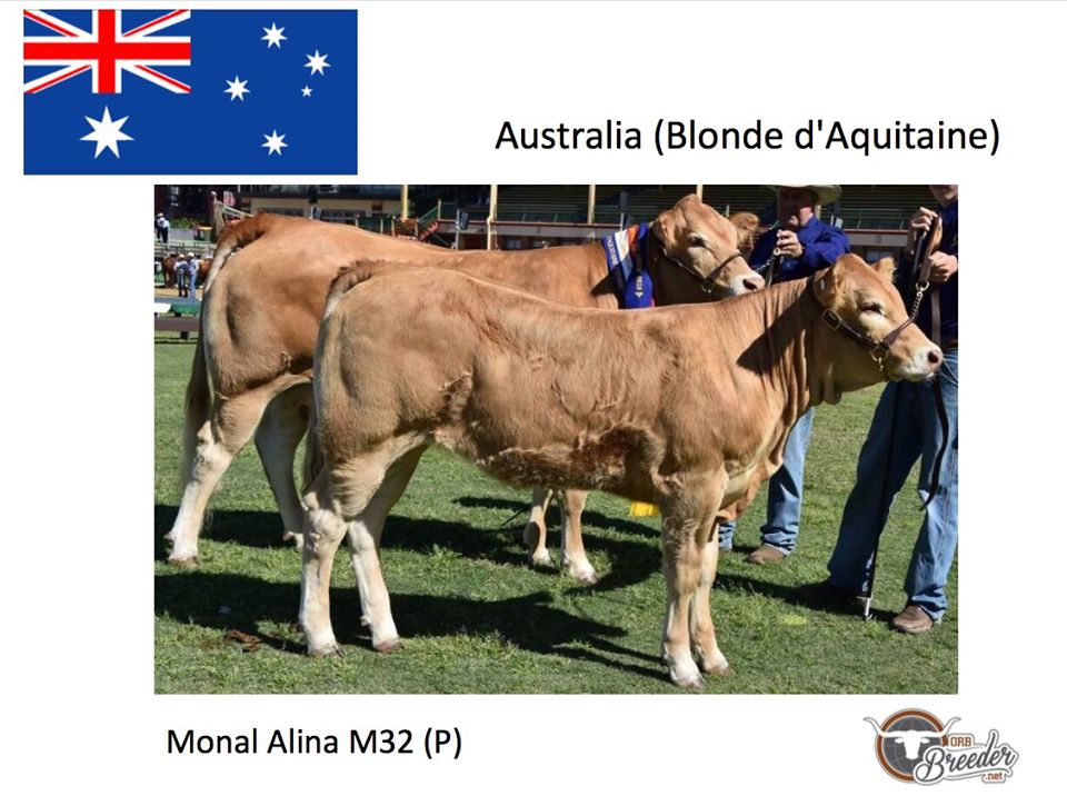 Blonde dAquitaine Monal Alina M32 ORB Breeder