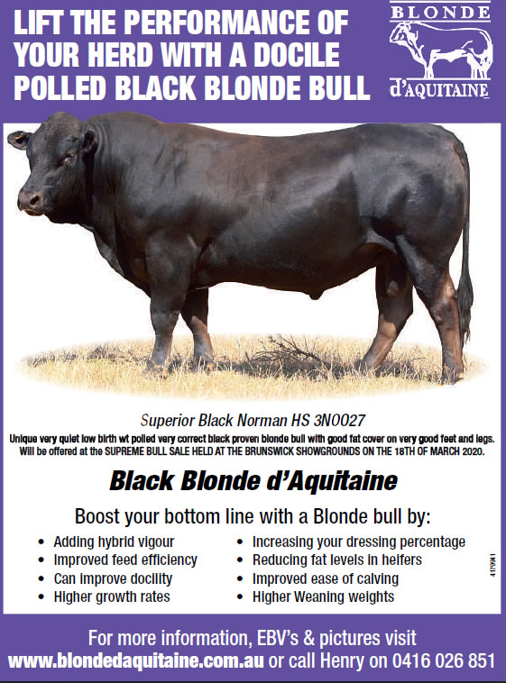 poller black blonde cattle